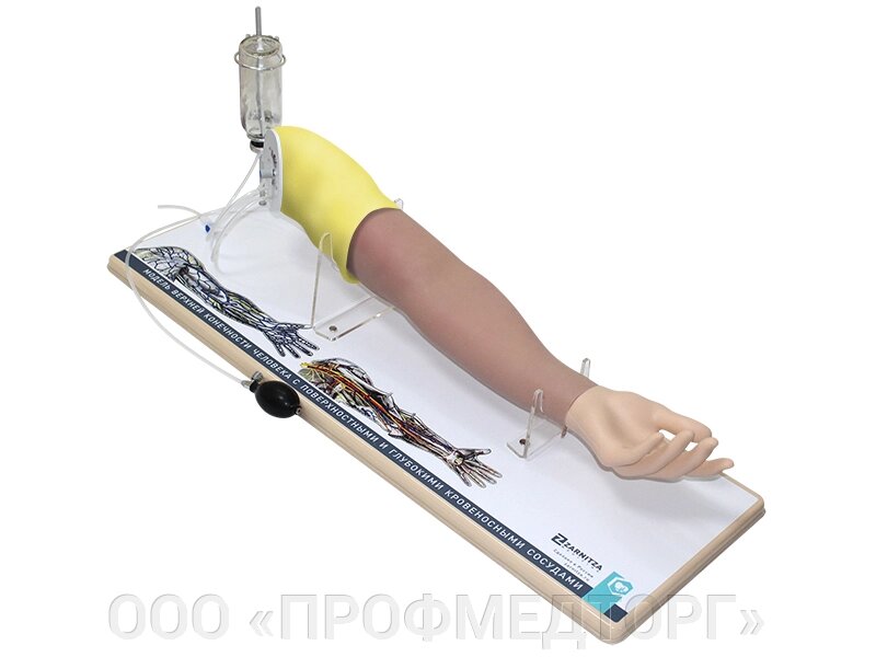 Модель верхней конечности человека с поверхностными и глубокими кровеносными сосудами от компании ООО «ПРОФМЕДТОРГ» - фото 1