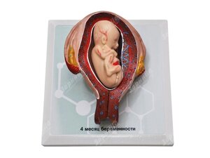 Комплект демонстрационных моделей этапов эмбриогенеза человека