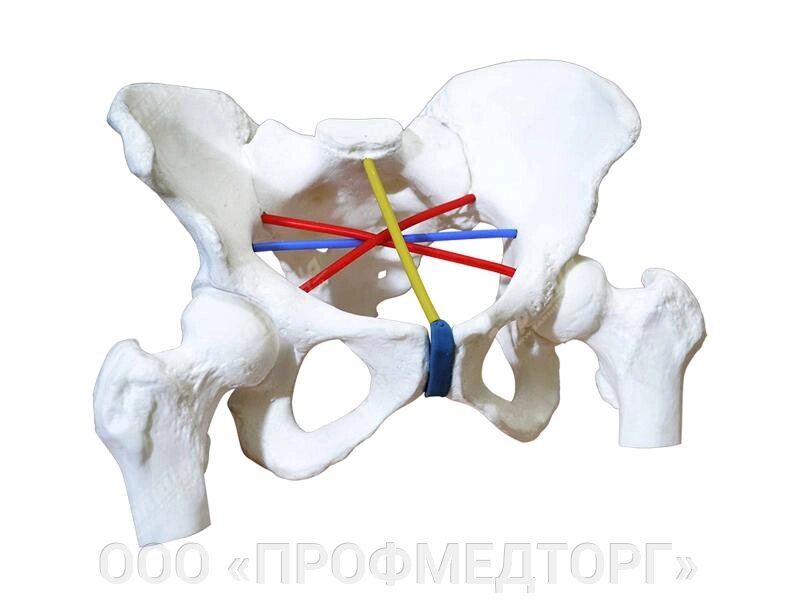 Тренажер для отработки навыков пельвиометрии от компании ООО «ПРОФМЕДТОРГ» - фото 1