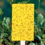 Ловушки клеевые 25x40/10шт для насекомых вредителей