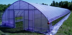 Фермерская теплица прямостенная 8*50 м. без термонаддува