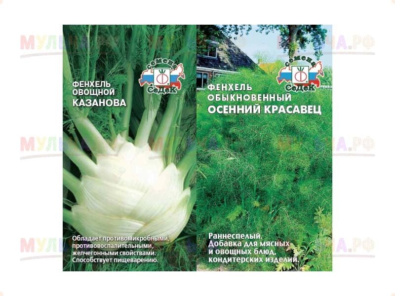 Фенхель Осенний Красавец (код 14018) Уценка от компании Наш Кедр и Мульча. рф - фото 1