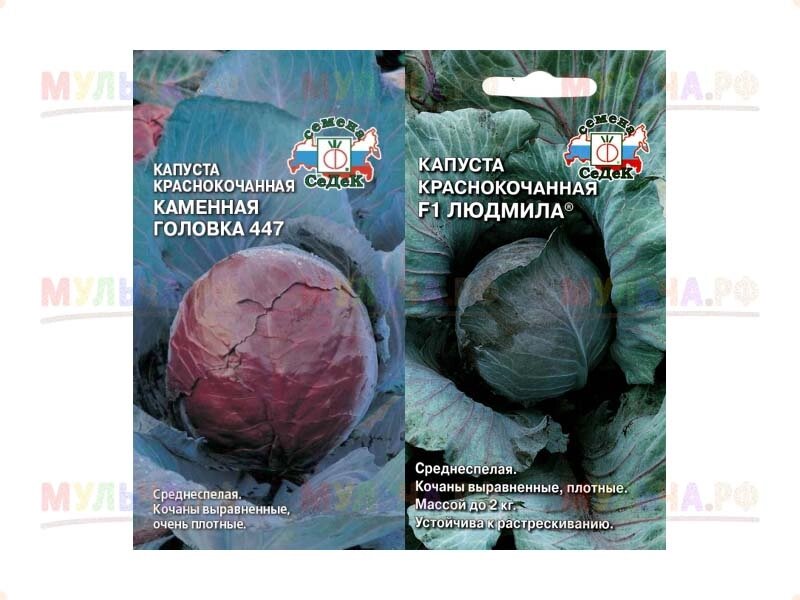 Капуста Каменная головка 447 (К/К) (код 13600) Уценка от компании Наш Кедр и Мульча. рф - фото 1