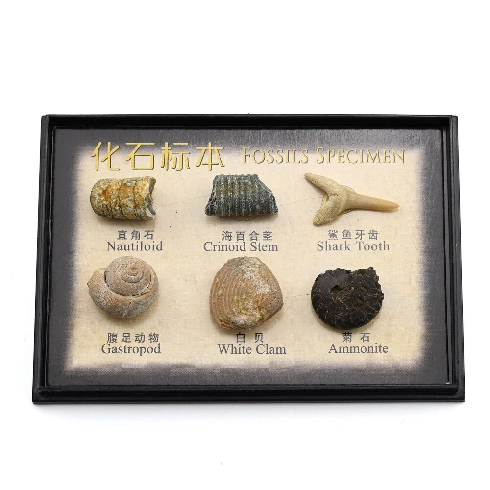 Коллекция образцов окаменелостей 80*55*17мм, 6 видов от компании Магазин сувениров и подарков "Особый Случай" в Челябинске - фото 1