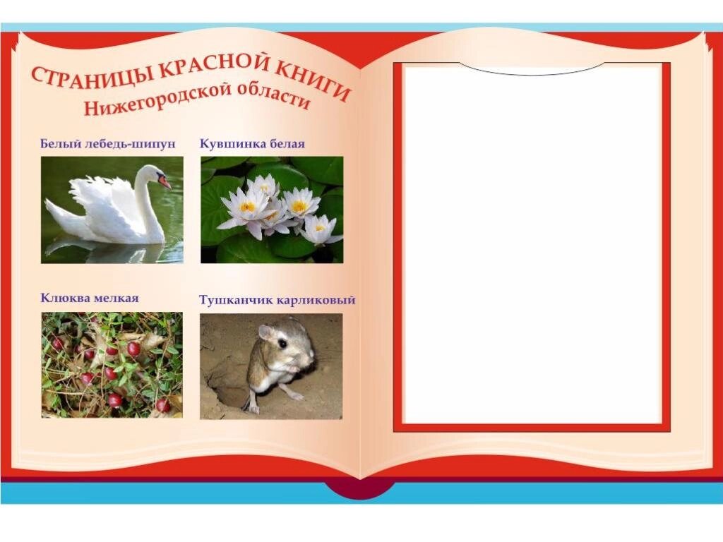 Уличный стенд "Страницы красной книги" 1*0,6м, А4-1шт, с каркасом от компании ДетямЮга - фото 1