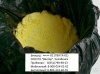 Биоцид Раффлезия 5 кг от компании ООО "ТЕХЦЕНТР" - фото 1