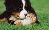 Витамины для собак и кошек