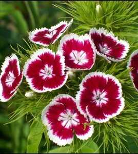 Гвоздика гибридная Dianthus barbatus 5см. ЗКС в контейнере