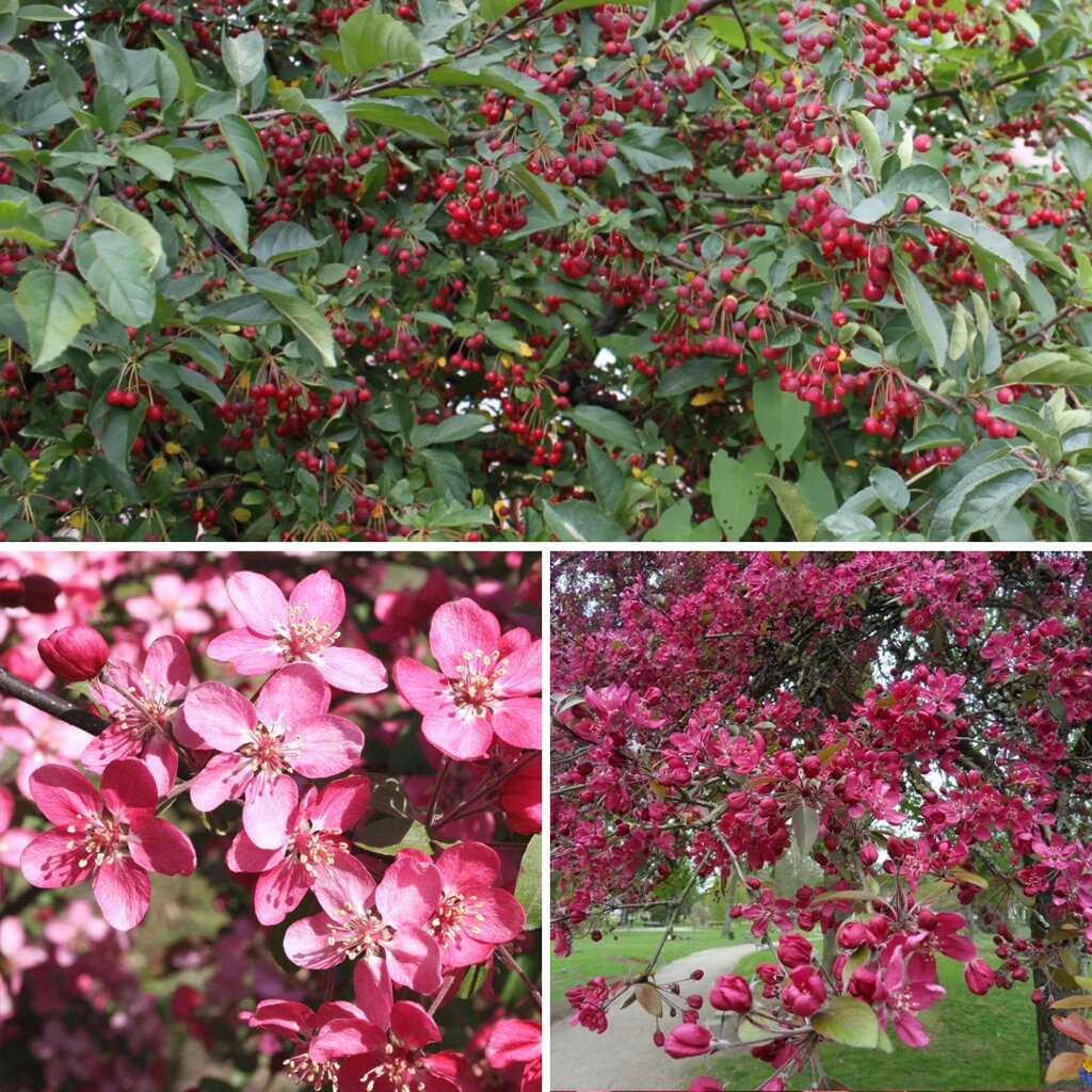 Красные и зеленые яблоки сорта Фламенко