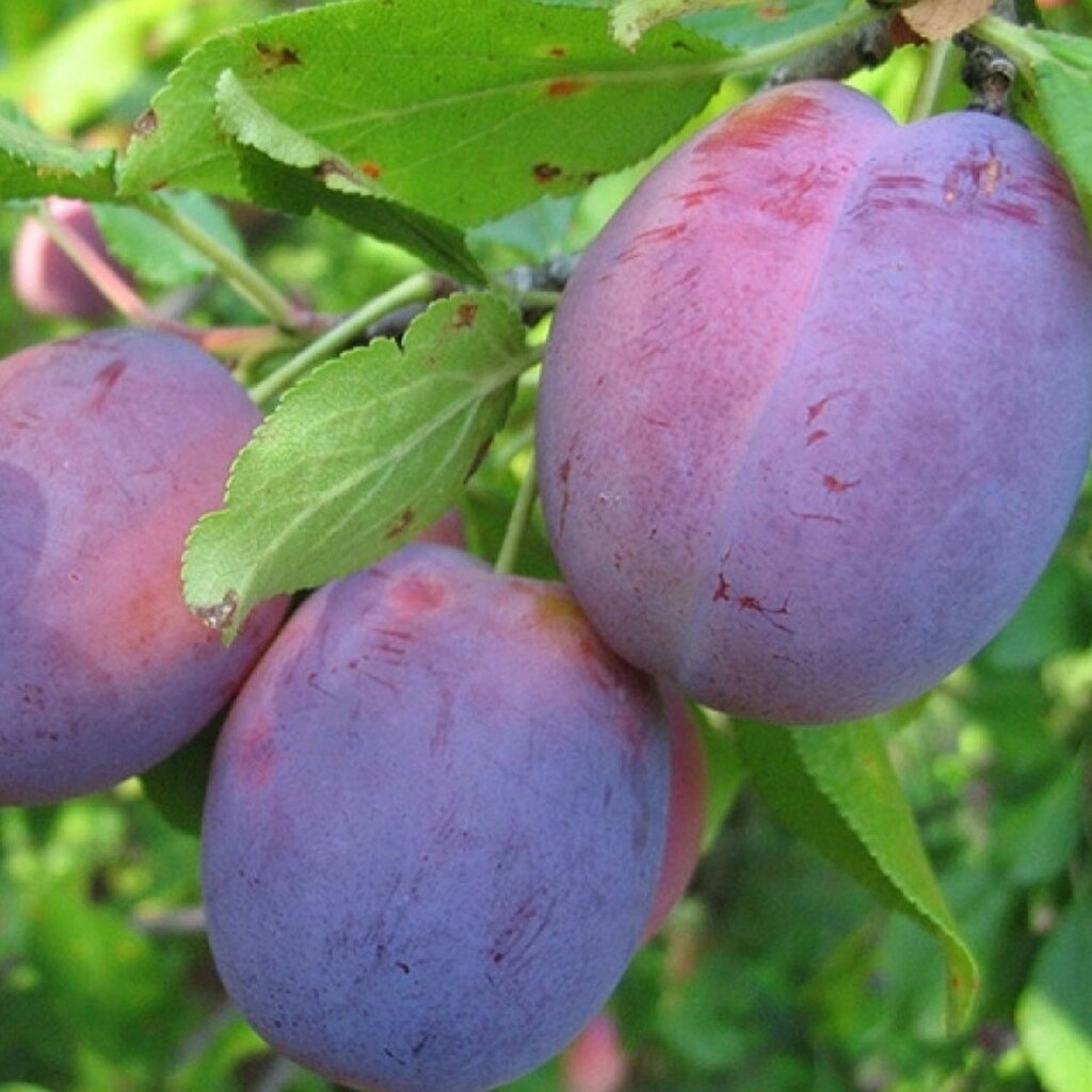 Слива этюд опылители. Слива кишиневская ранняя. Слива 6 29. Слива 6 29. Слива колоновидная фортуна.