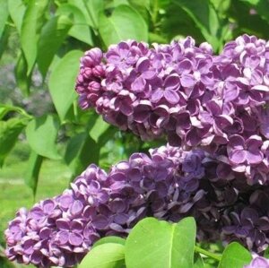 Сирень Форест Крессер 35см. двухлетка ЗКС в контейнере