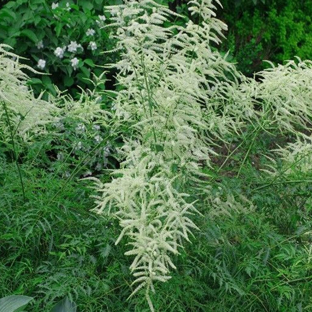 Волжанка двудомная. Волжанка бел. Волжанка бел. Волжанка диоикус. Семена волжанка двудомная.