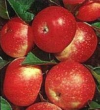 Яблоня зимний Лобо 2,5м. 6 лет в коме земли 0.6-0.5 м - заказать