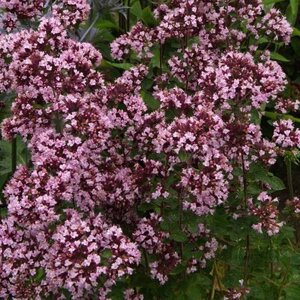 Душица Gentle Breeze 5см. ЗКС в контейнере