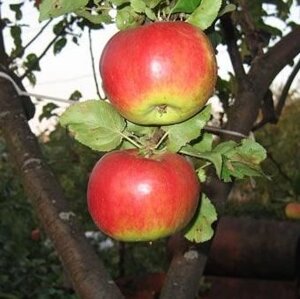 Яблоня осенний Жигулевское 2,1м. 4 года в коме земли 0.5-0.4 м