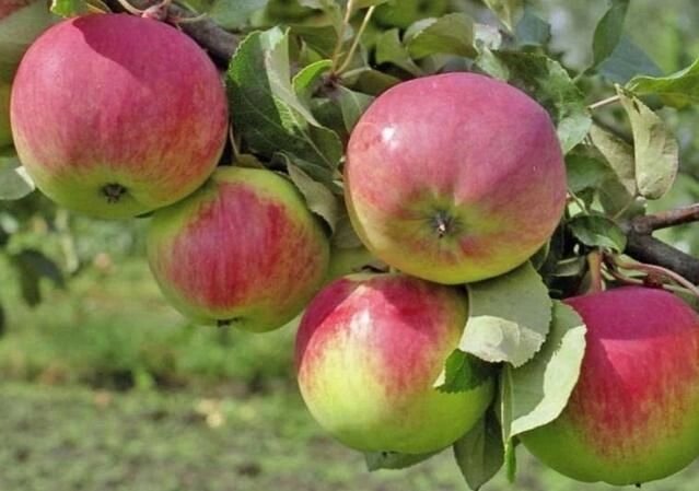 Яблоня позднезимний Свежесть 2,2м. 5-6 лет в коме земли 0.5-0.4 м - преимущества