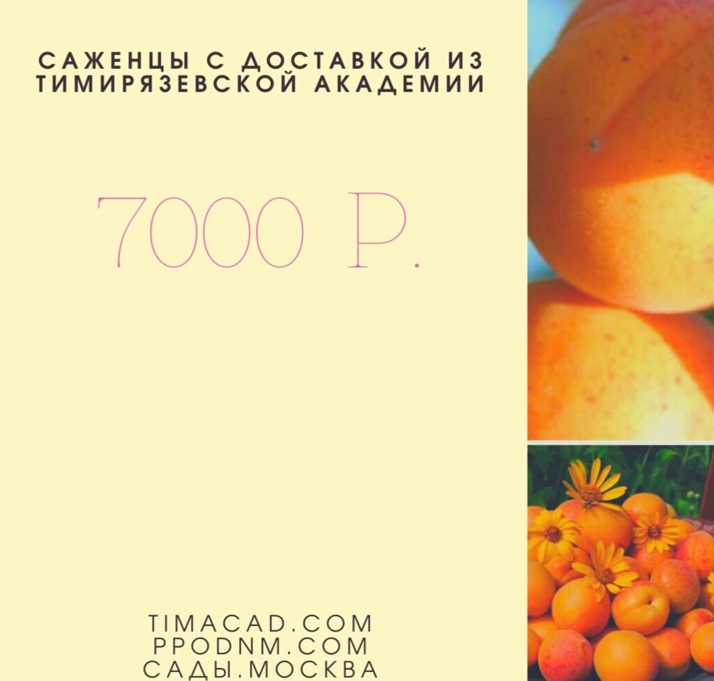 Сертификат подарочный 7000р от компании Саженцы в Москве - фото 1
