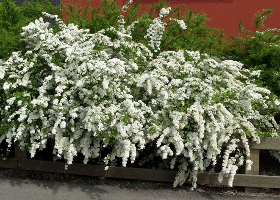 Кустарники спирея фото цветущие