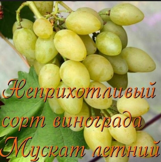 Виноград ранний Мускат летний 20см. однолетка ЗКС в контейнере от компании Саженцы в Москве - фото 1