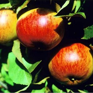 Яблоня осенний Осенняя радость 1,7м. трехлетка ЗКС в контейнере