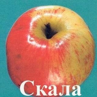 Яблоня осенний Скала 1м. двухлетка ЗКС в контейнере от компании Саженцы в Москве - фото 1