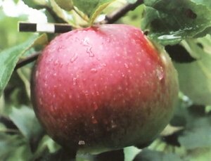 Яблоня позднелетний Желанное 1,7м. трехлетка ЗКС в контейнере