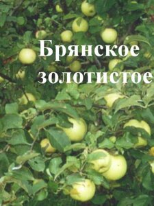 Яблоня позднезимний Брянское золотистое 1,5м. двухлетка ЗКС в