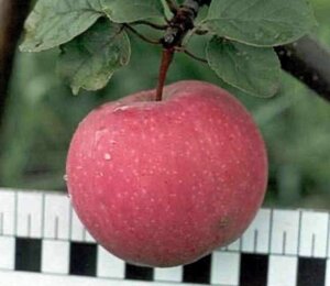 Яблоня раннеосений Услада 1,1м. двухлетка ЗКС в