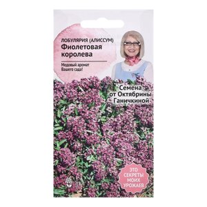 Семена цветов Алиссум (лобулярия) Фиолетовая королева", 0,1 г