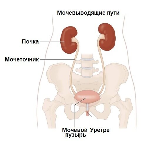 Мочевыводящие пути
