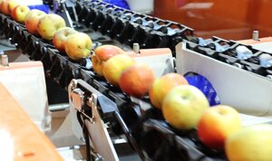 Линия сортировки фруктов: яблок, апельсинов, мандаринов, лимонов, киви, авокадо, гранатов, груш, персиков, помидоров