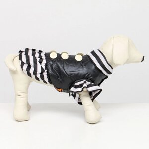 Курточка для собак с воланами, размер 2 (ДС 23, ОШ 26, ОГ 33 см), чёрная
