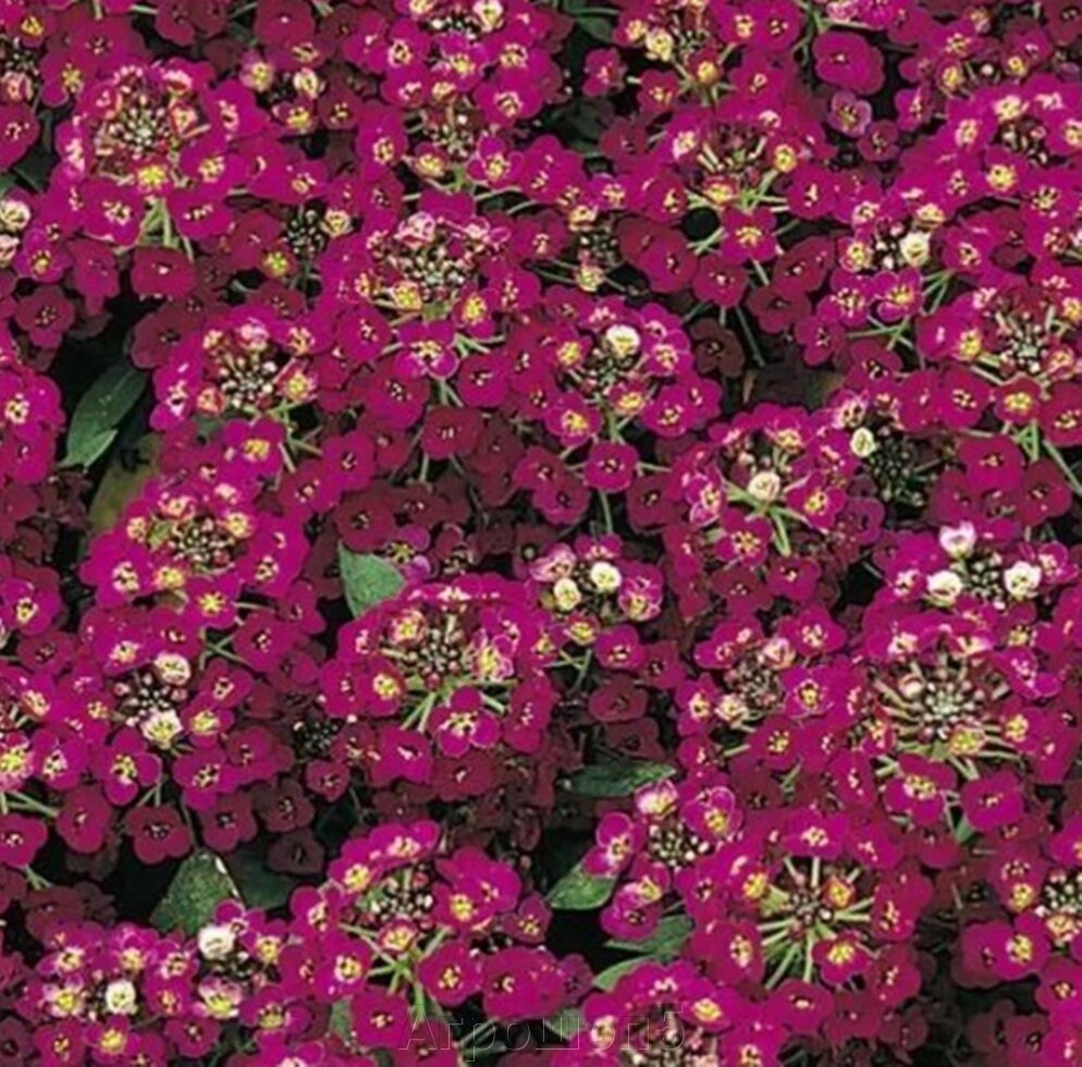 Алиссум Эстер Боннет Виолет. 50 семян. Elite Seeds. Образует фиолетовый цветочный ковер пропитанный медовым запахом от компании Агрошоп5 - фото 1