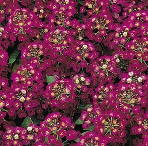 Алиссум Эстер Боннет Виолет. 50 семян. Elite Seeds. Образует фиолетовый цветочный ковер пропитанный медовым запахом