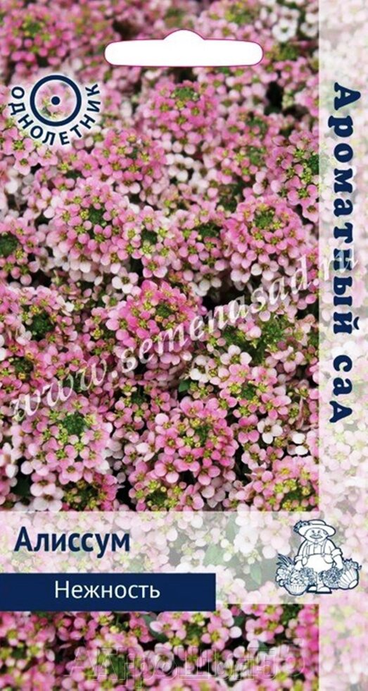 Алиссум Нежность. 0,3 гр. Поиск. Образует плотный, стелющийся ковёр персиково-розового цвета от компании Агрошоп5 - фото 1