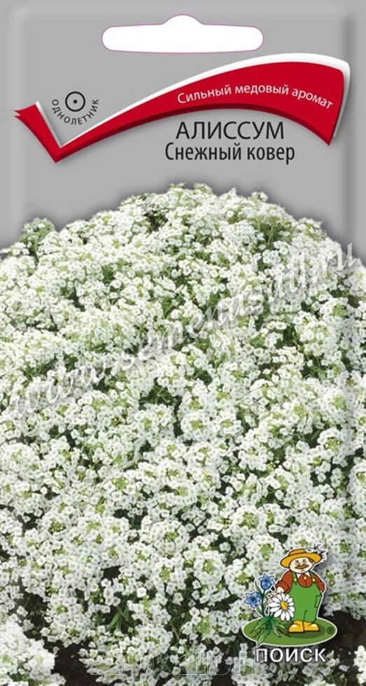Алиссум Снежный Ковер. 0,3 грамма. Поиск. Образует растительный ковер с мелкими белыми цветками с медовым запахом от компании Агрошоп5 - фото 1