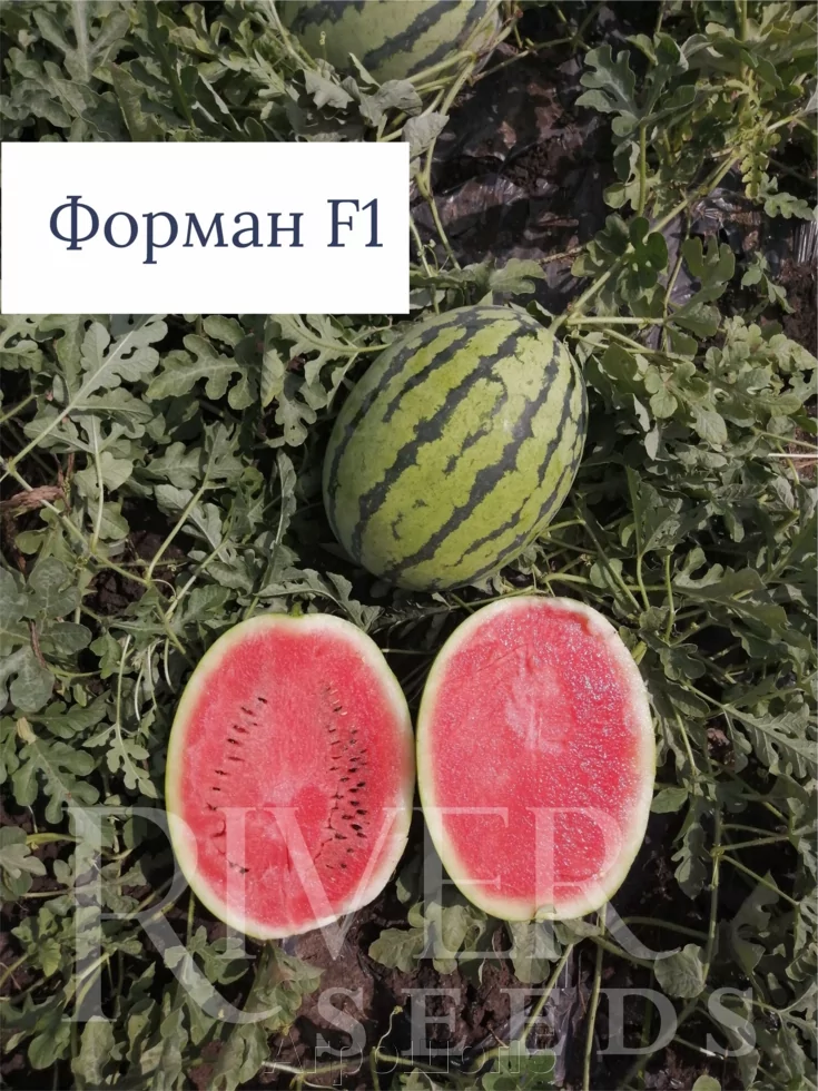 Арбуз Соренто Описание Сорта Фото Отзывы