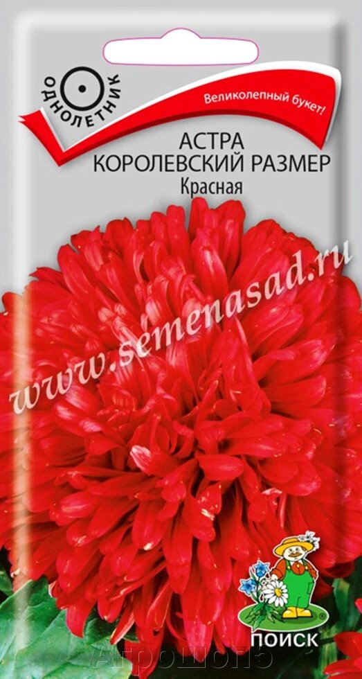 Астра Королевский размер Красная. 0,1 грамма. Поиск. Астра махровая высокорослая крупноцветковая красная от компании Агрошоп5 - фото 1