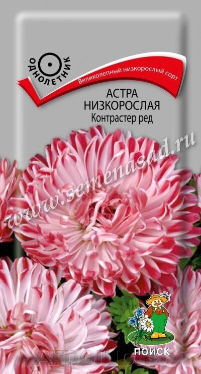 Астра низкорослая Контрастер Ред. 0,1 грамма. Поиск. Астра низкорослая с оригинальными полосатыми красно-белыми цветами от компании Агрошоп5 - фото 1