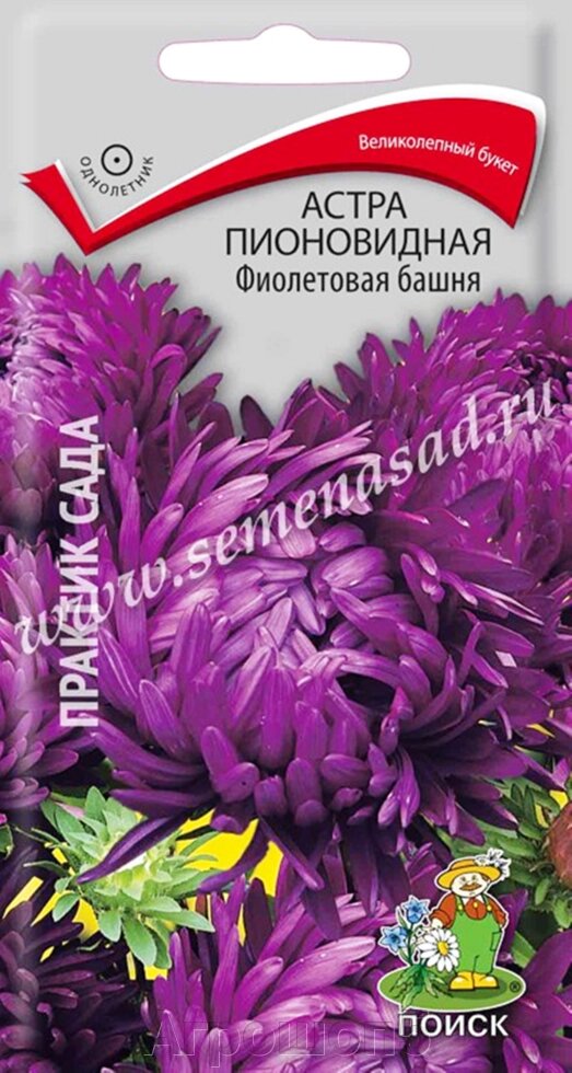 Астра пионовидная Фиолетовая башня. 0,3 грамма. Поиск. Астра высокорослая крупноцветковая, махровая фиолетовая от компании Агрошоп5 - фото 1