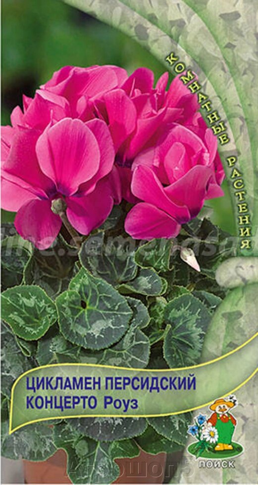 Цикламен персидский Концерто Роуз. 2 семени. Поиск. Зимнее цветение с ноября по март. Розовая окраска цветов от компании Агрошоп5 - фото 1