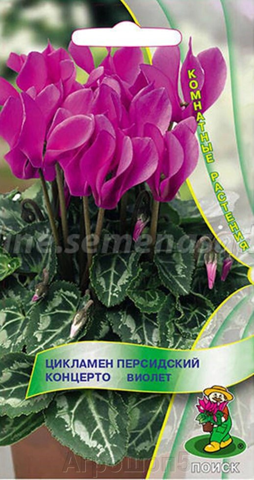 Цикламен персидский Концерто Виолет. 2 семени. Поиск. Зимнее цветение с ноября по март. Пурпурные окраска цветов от компании Агрошоп5 - фото 1
