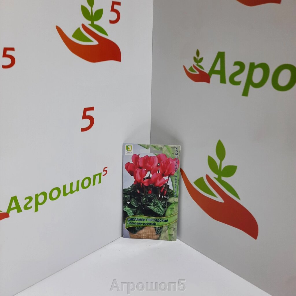 Цикламен персидский Красный. 2 семени. Комнатное растение - одно из лучших для зимнего цветения от компании Агрошоп5 - фото 1