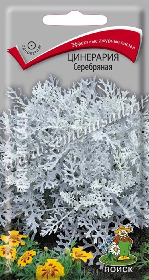 Цинерария Серебряная. 0,2 грамма. Поиск. Зимующее растение с глубоко рассеченными серебристо-белыми листьями от компании Агрошоп5 - фото 1