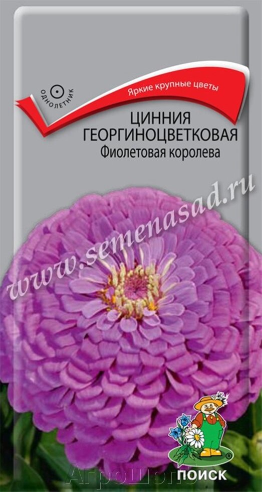 Цинния георгиноцветковая Фиолетовая королева. 0,4 грамма Поиск. Растение высокое цветы фиолетовые плотные полушаровидные от компании Агрошоп5 - фото 1