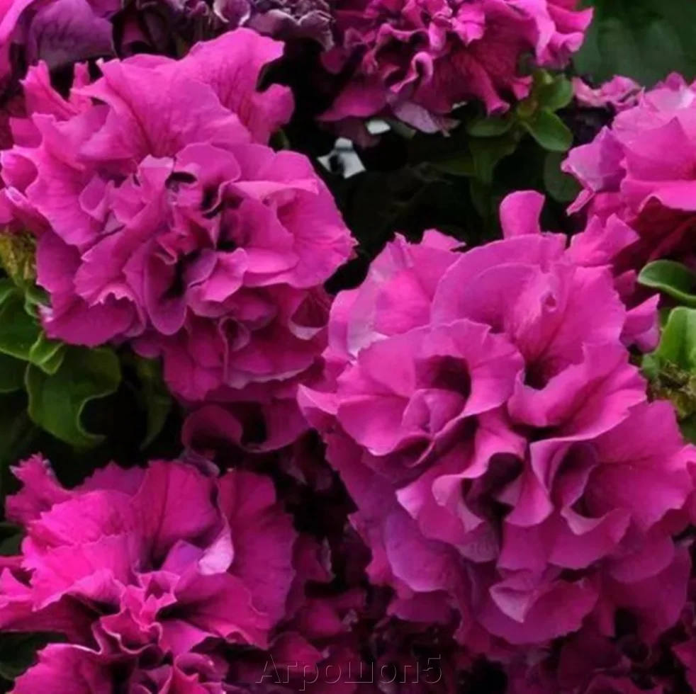 Петуния Яблоневый Цвет Купить