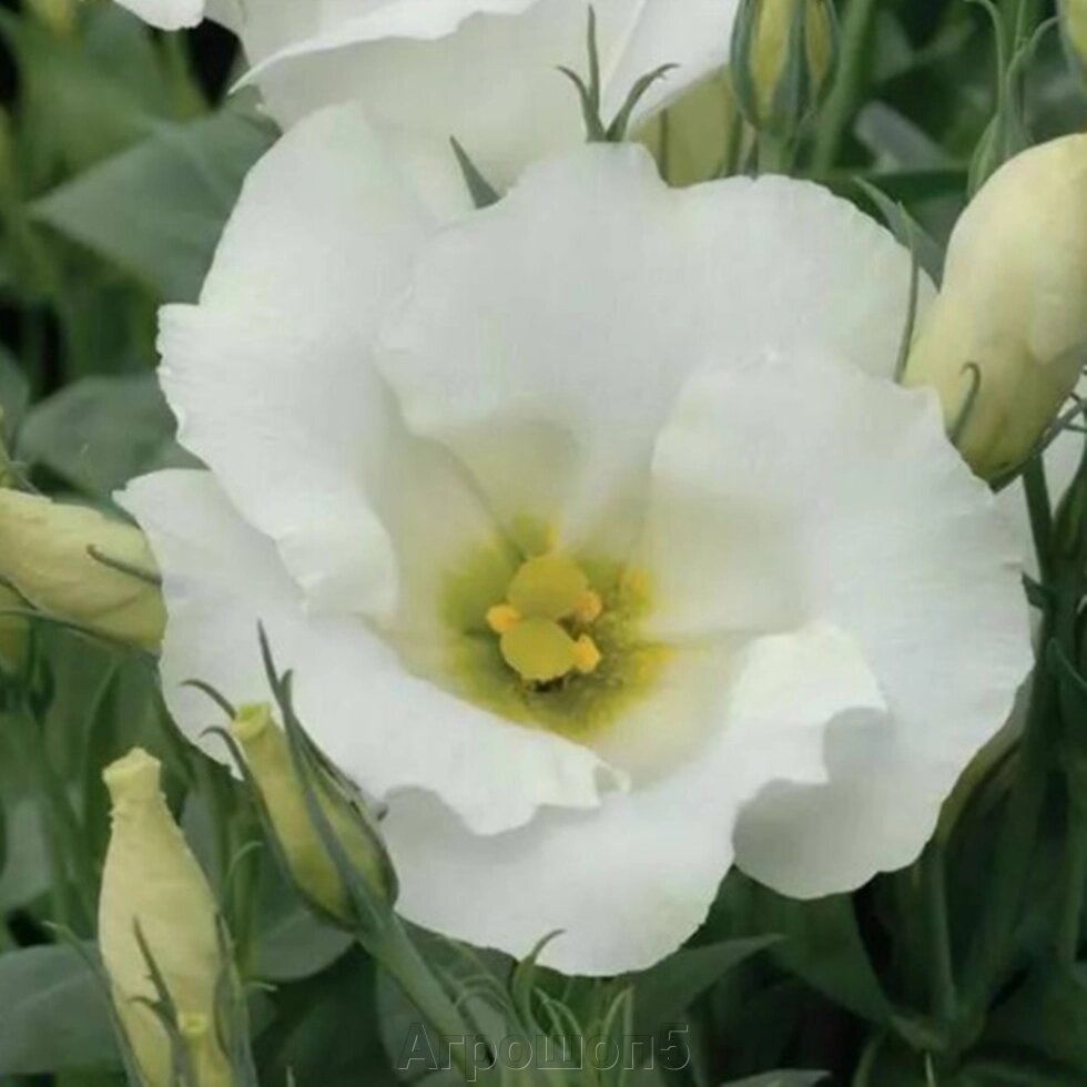 Эустома ( Лизиантус ) Сапфир Уайт. 30 семян. Elite Seed. Sapphire White Lisianthus. Крупный белый цветок от компании Агрошоп5 - фото 1