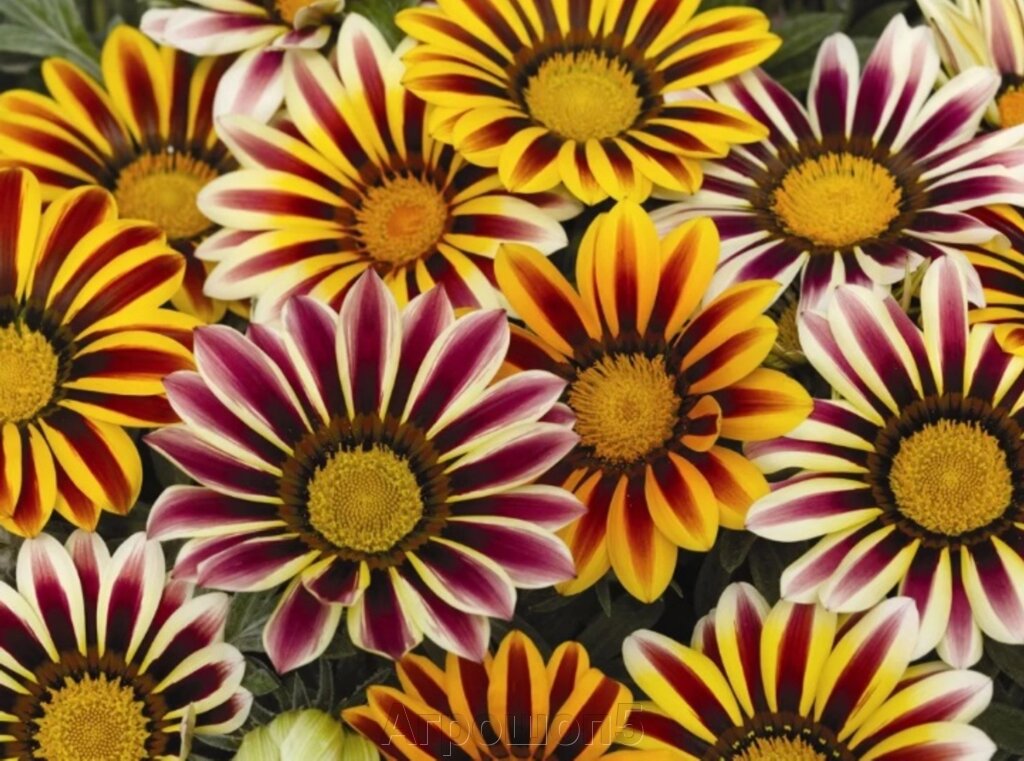 Газания Кисс F1 Флэйм Микс. 30 семян. Syngenta flowers. Гацания 20...25 см высотой с крупными яркими цветками от компании Агрошоп5 - фото 1