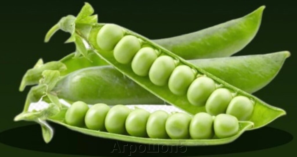 Горох Эсприт F1. 1 кг. Сладкий овощной зеленый горошек. Созревание: 62…71 день. от компании Агрошоп5 - фото 1