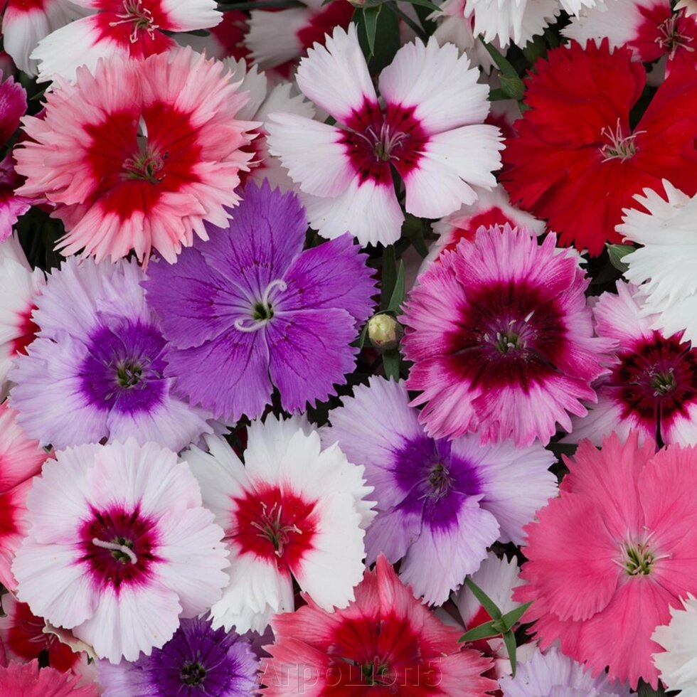 Гвоздика китайская микс. Dianthus chinensis гвоздика китайская. Гвоздика Dianthus Diana Mix. Гвоздика китайская Коронет микс.